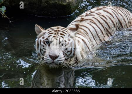 La tigre bianca è una variante di pigmentazione della tigre del Bengala. Una tigre di questo tipo ha le strisce nere tipiche della tigre del Bengala. Foto Stock