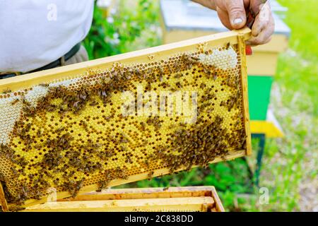 L'apicoltore si trova vicino agli alveari che tengono nido d'ape in alveare fattoria da vicino Foto Stock