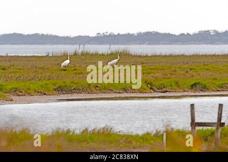 Coppia di allevamento di gru di caccia che si nutrono in una zona paleocciaria in Aransas National Wildlife Refuge in Texas Foto Stock