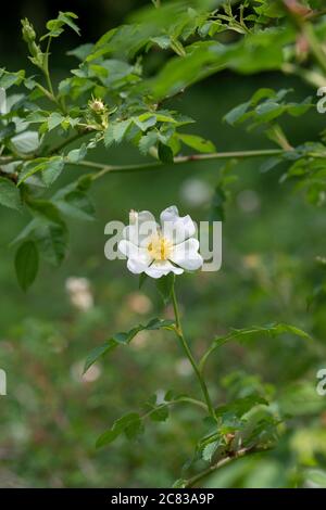 Rosa Canina. White Dog rosa nella campagna inglese Foto Stock