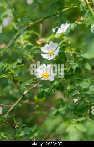 Rosa Canina. White Dog rosa nella campagna inglese Foto Stock
