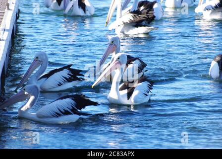 Un raduno di pellicani australiani (Pelecanus cospicillatus) sul fiume Camden Haven a North Haven NSW Foto Stock