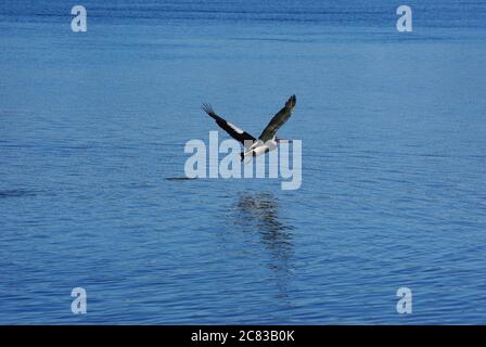 Il Pellicano australiano (Pelecanus cospicillatus) prende il volo dal fiume Camden Haven a North Haven NSW Foto Stock