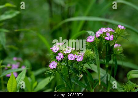 Bellissimi fiori freschi di garofano turco in un giardino mattutino con gocce di rugiada. Fiori rosa. Sfondo floreale, garofano turco nel parco in Foto Stock