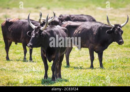 Primo piano di un gregge di iconici tori neri della Camargue, che pascolano sull'erba verde Foto Stock