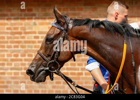 Hoppegarten, Germania. 19 luglio 2020. Vista laterale di un cavallo da corsa. Credit: Grieskaan/dpa-Zentralbild/ZB/dpa/Alamy Live News Foto Stock