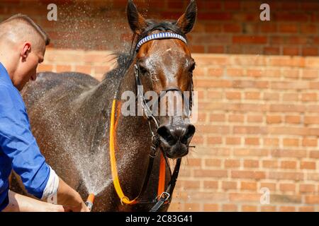 Hoppegarten, Germania. 19 luglio 2020. Vista laterale di un cavallo da corsa. Credit: Grieskaan/dpa-Zentralbild/ZB/dpa/Alamy Live News Foto Stock