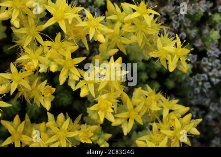 Sedum acro, Goldmoss stonecrop, Stonecrop mordente. Pianta selvatica sparata in estate. Foto Stock