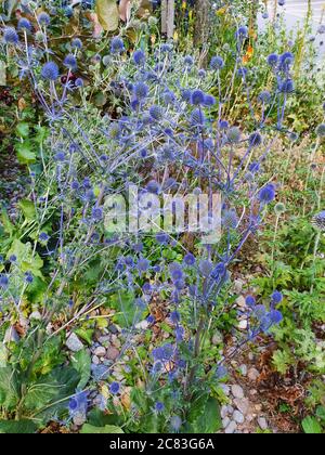 Immagine verticale dei fiori di Eryngium durante il giorno Foto Stock