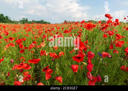 Campo colorato di papaveri rossi e fiori selvatici. Vivace scena estiva Foto Stock
