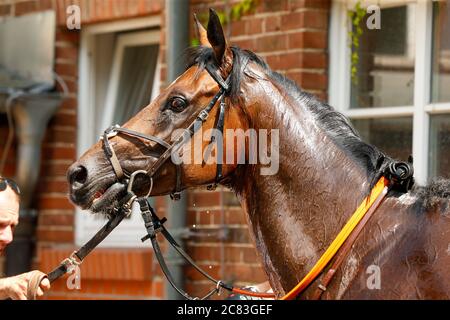 Hoppegarten, Germania. 19 luglio 2020. Vista laterale di un cavallo da corsa. Credit: Grieskaan/dpa-Zentralbild/ZB/dpa/Alamy Live News Foto Stock