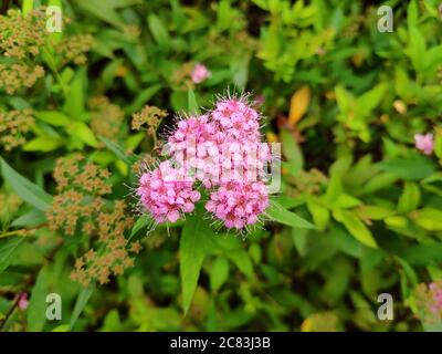 Porpora Spiraea saliciifolia fiorisce con lunga resistenza in giardino Foto Stock