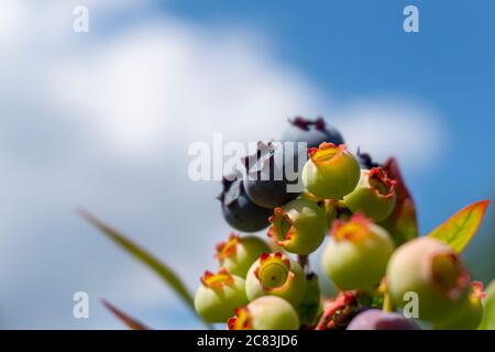 I blueberrys maturano in un grappolo su un cespuglio all'aperto contro un cielo blu e soleggiato con nuvole bianche e piume con spazio per la copia Foto Stock