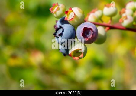 Maturare blueberrys in un gruppo su un cespuglio all'aperto in estate sole in primo piano con copyspace Foto Stock