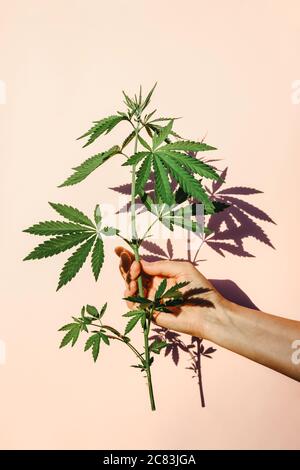 Mano alla luce del sole alla moda con cespuglio di marijuana, canapa sullo sfondo di parete rosa Foto Stock