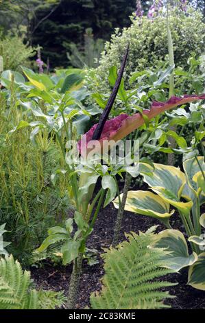 Dracunculus vulgaris (giglio del drago o Arum) cresciuto in un bordo a Harlow Carr RHS Giardino, Harrogate, Yorkshire. Inghilterra, Regno Unito Foto Stock