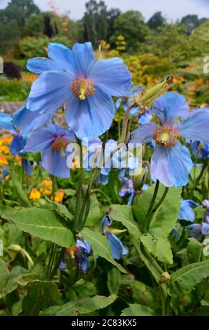 Grande Blue Meconopsis (George Sherriff Group) 'Dalemain' (Poppy Himalayano) Fiori in un confine a RHS Garden Harlow Carr, Harrogate, Yorkshire. Foto Stock
