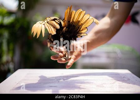 Dietro il Sewright Chick diffonde le ali e si appende sulla mano umana sul tavolo di legno in luce esterna. Foto Stock