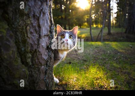 Divertente gatto a righe con occhi giocosi verdi che si nascondono dietro l'albero nella foresta Foto Stock