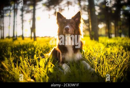 Bella collie di bordo cane è adagiato sull'erba al parco durante l'alba. Foto Stock