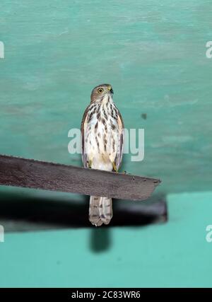 Un'aquila Hawk modificabile sulla foglia di tifoso a casa, in Kerala, India. Foto Stock