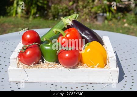 Pomodori, zucchine, peperoni, melanzane in una cassa dopo la raccolta in un orto Foto Stock