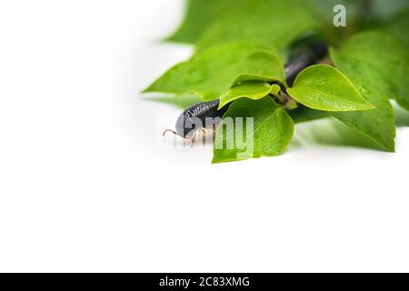 Julida nera sulla foglia primo piano. Foto Stock