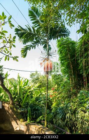 Bali Bird Park Foto Stock