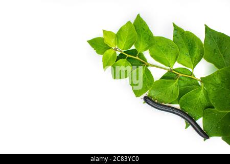 Julida nera sulla foglia primo piano. Foto Stock