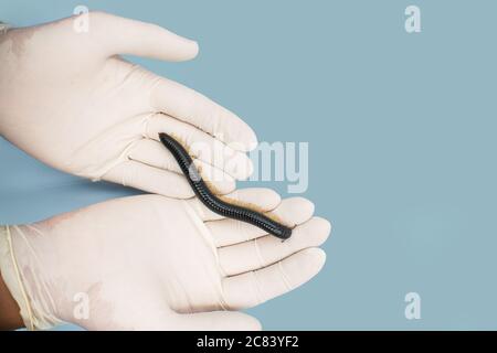 Julida nera sulla mano dell'uomo da vicino. Foto Stock