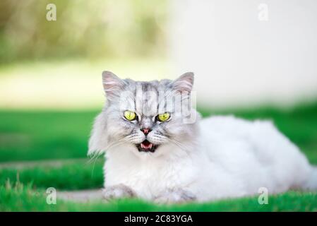 Bel gatto di cinchilla grigio persiano con occhi verdi sull'erba. Foto Stock