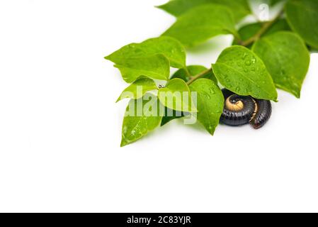 Julida nera sulla foglia primo piano. Foto Stock