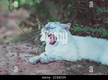 Bel gatto di cinchilla grigio persiano sdraiato sulla sabbia e sbadiglio Foto Stock