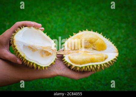 Mani dell'uomo che tengono metà di frutta dura matura, dolce, fresca. Re di frutta. Foto Stock