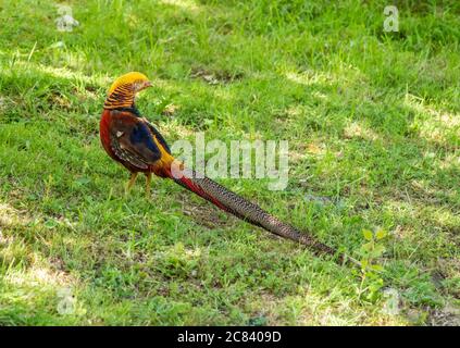 Un fagiano d'oro, Chipping, Preston, Lancashire, Regno Unito Foto Stock