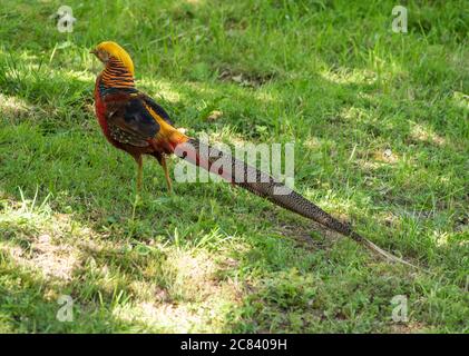 Un fagiano d'oro, Chipping, Preston, Lancashire, Regno Unito Foto Stock