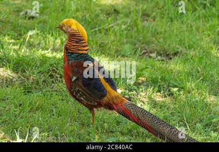 Un fagiano d'oro, Chipping, Preston, Lancashire, Regno Unito Foto Stock