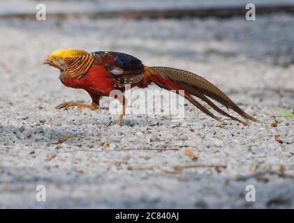 Un fagiano d'oro, Chipping, Preston, Lancashire, Regno Unito Foto Stock