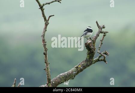 Un pied Waggtail su una filiale, Chipping, Preston, Lancashire, UK Foto Stock