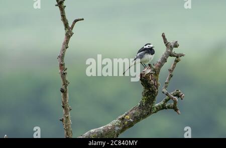 Un pied Waggtail su una filiale, Chipping, Preston, Lancashire, UK Foto Stock
