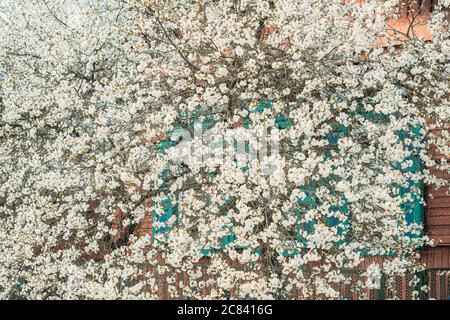 Fiori bianchi giovani di primavera di Prunus sottog. Cerasus che cresce in ramo di albero di ciliegio su vecchio legno Casa sfondo Foto Stock