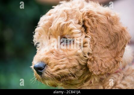 Vicino, fuoco poco profondo della testa di un cucciolo adorabile di mini poodle visto in una posizione esterna, durante il suo esercizio. Foto Stock