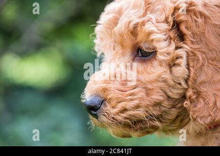 Vicino, fuoco poco profondo della testa di un cucciolo adorabile di mini poodle visto in una posizione esterna, durante il suo esercizio. Foto Stock