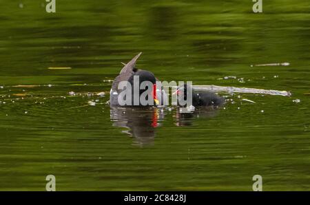 Un Moorhen e pulcino sul villaggio mulino stagno, Chipping, Preston, Lancashire, Inghilterra, Regno Unito. Foto Stock