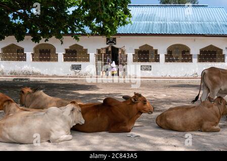Le mucche sono stese di fronte alla Scuola Africana nel villaggio di Nungwi, Zanzibar, Tanzania Foto Stock