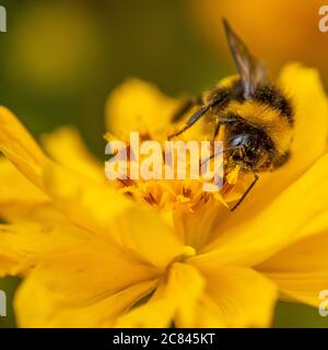 Primo piano di un bumblebee su fiori d'arancio Foto Stock