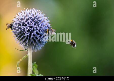 Primo piano di un bumblebee su fiore viola Foto Stock