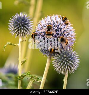 Primo piano di un bumblebee su fiore viola Foto Stock