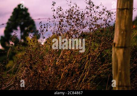 Vegetazione secca su una recinzione di legno durante il tramonto con un cielo nuvoloso in tonalità viola. Foto Stock