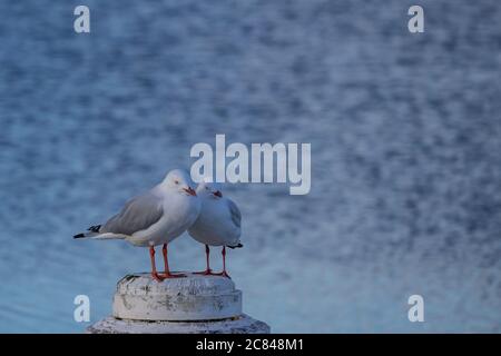 Coppia di gabbiani d'argento che legge su un tondino Foto Stock